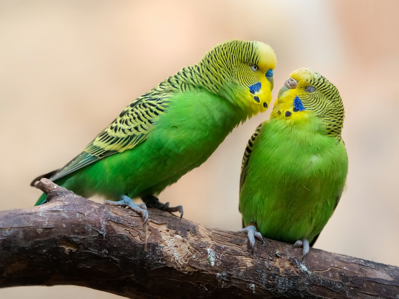Two green and yellow budgies perched together on a branch